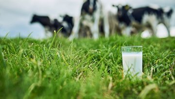 有机奶只能卖普通奶价格 中国圣牧亏损近12亿放弃部分牧场有机认证