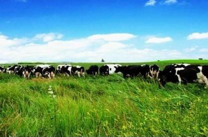 呼和浩特举行伊利30万头奶牛生态牧场示范项目开工仪式
