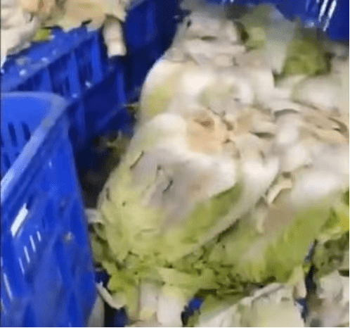 韩媒：知名泡菜制造商被曝使用腐烂白菜