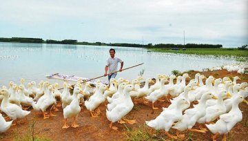 中信首农收购英国“樱桃谷鸭” 拿下全球种鸭市场话语权