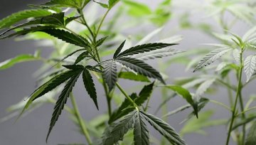 酒商巨头入股大麻公司，想研发一种新饮料