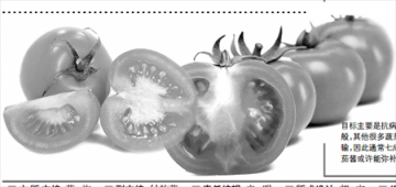 西红柿为啥不好吃了？