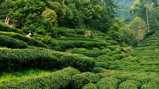 龙井茶虚标等级以次充好,谁在砸牌子 ？