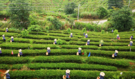 “2019安溪开茶节喊山开茶”举办