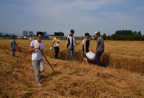 潍坊市夏粮收购工作启动 三等小麦最低收购价每斤1.12元