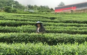 西藏林芝茶产业推介会在拉萨举行