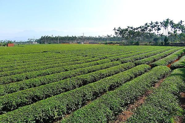 两岸急冻+疫情重击，南投茶叶少卖50亿元新台币