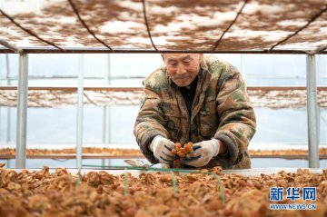 黑龙江明水：食用菌产业助农脱贫增收