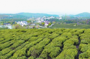 黄龙岘：茶农家门口搞起乡村茶文化经济