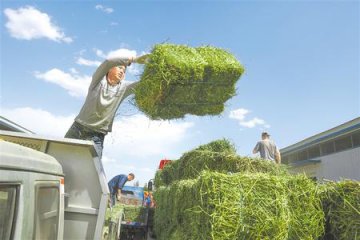 专注好饲料！种养结合促草畜产业提质增效