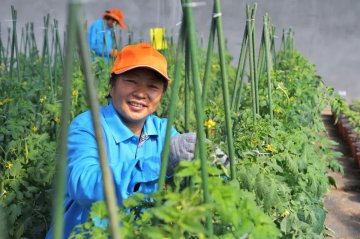 好吃不贵！蔬菜进京分省对接平台上线