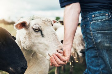 河北青县羊肉瘦肉精添加长达十年